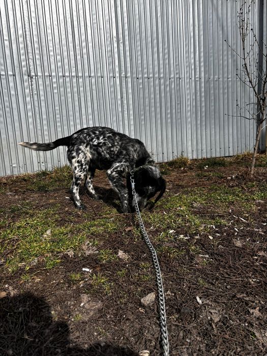 ПРОДАЖА! спаниель