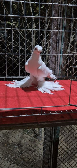 Голубы маладёжжжж