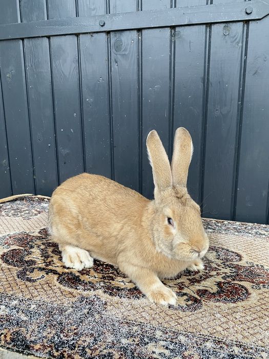 Vând 2 masculi și o femală UG galben