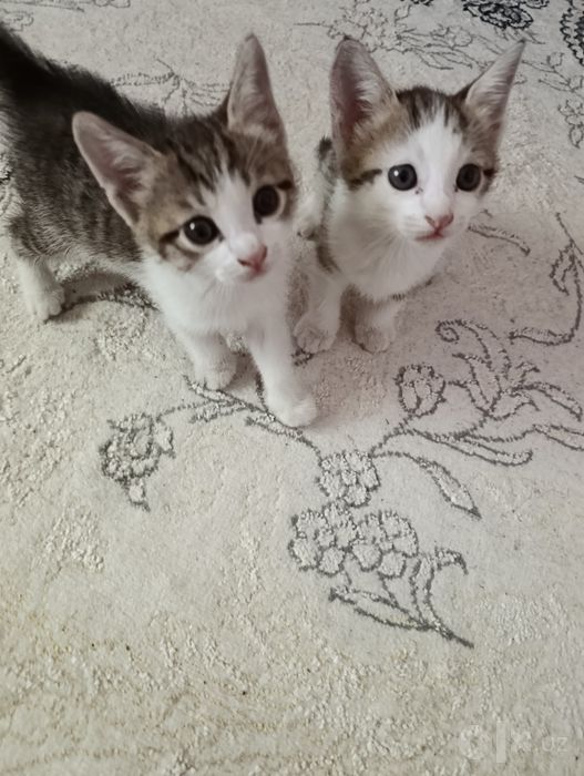 Котята милые бесплатно