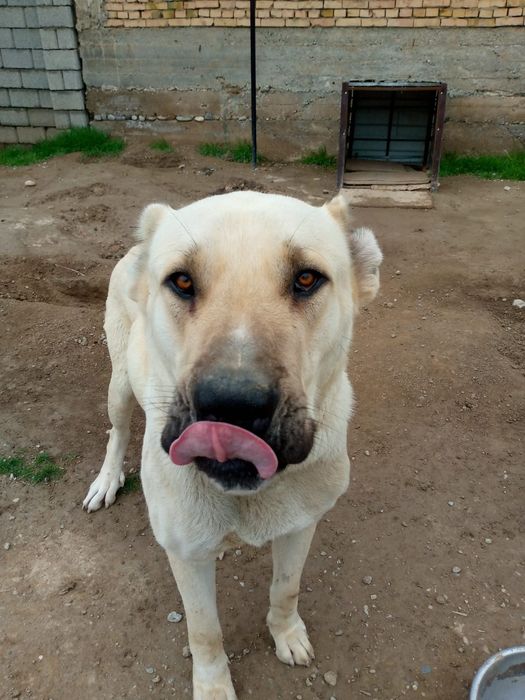 Продаётся собака породы Кангал