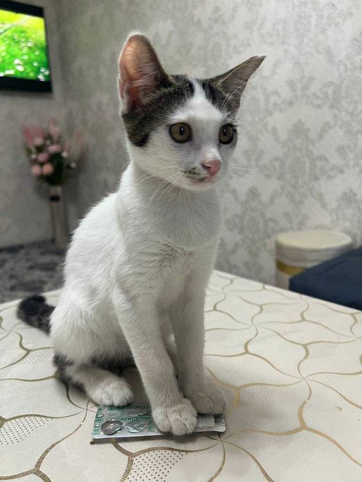 Котенок мальчик. 3,5 месяца