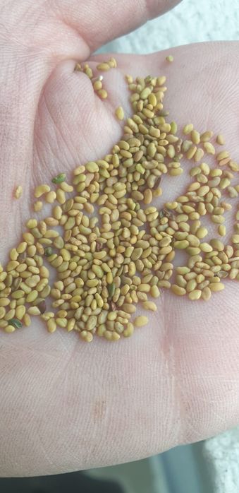 Samanta de lucerna soi romanesc