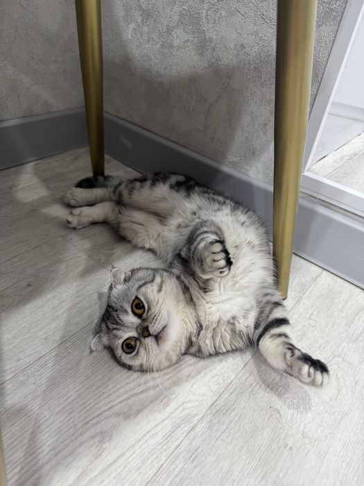 Кот шотладский вислоухий