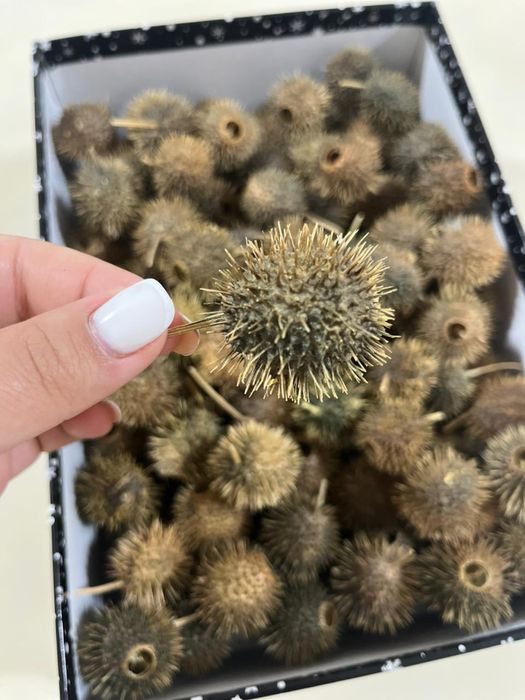 Бурнаки от Гайморита