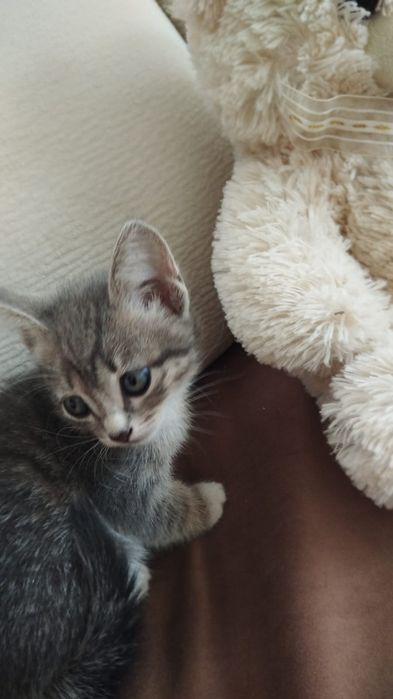 Котята в хорошие руки