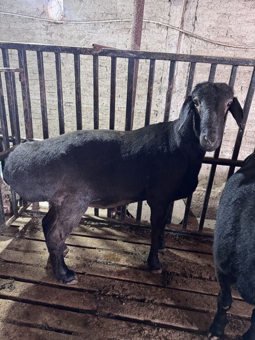 Куй юнгини оламиз апаратда