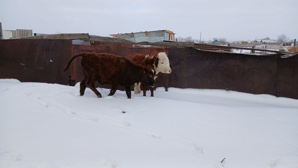 Продам двух бычков по 6 месяцев