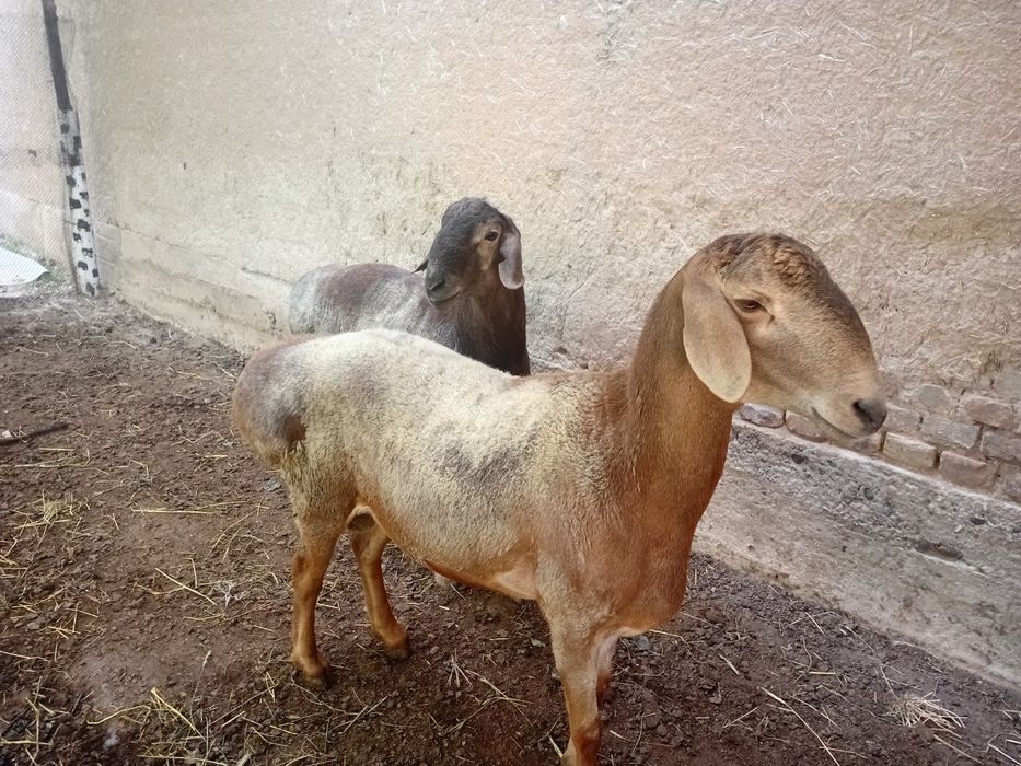 Qoʻchqorlar sotiladi