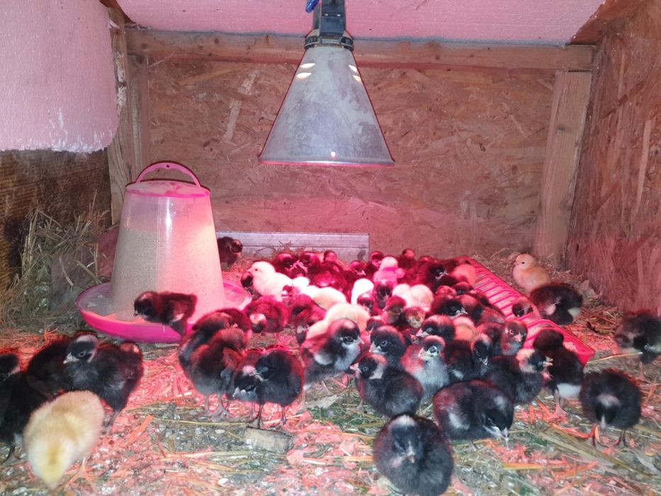 Pui de vanzare cu precomanda