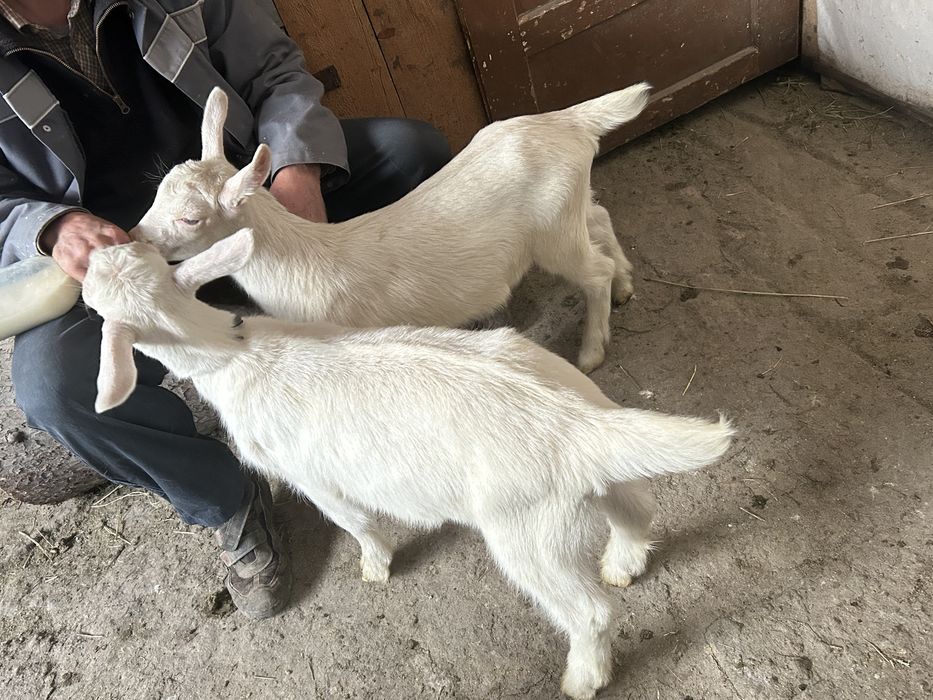 Capra Sannen cu iezi