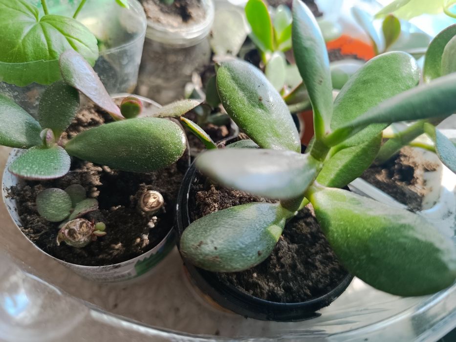 Денежное дерево отростки