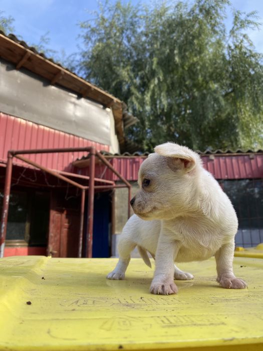 Chihuahua mascul
