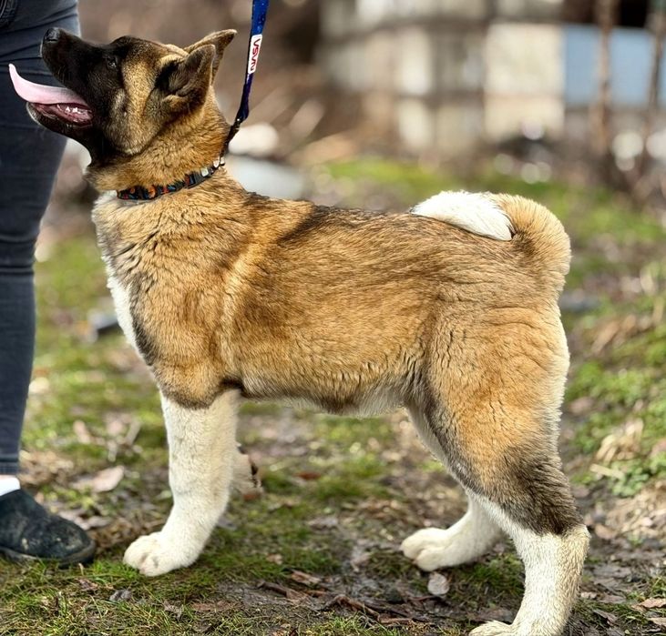 Американская акита