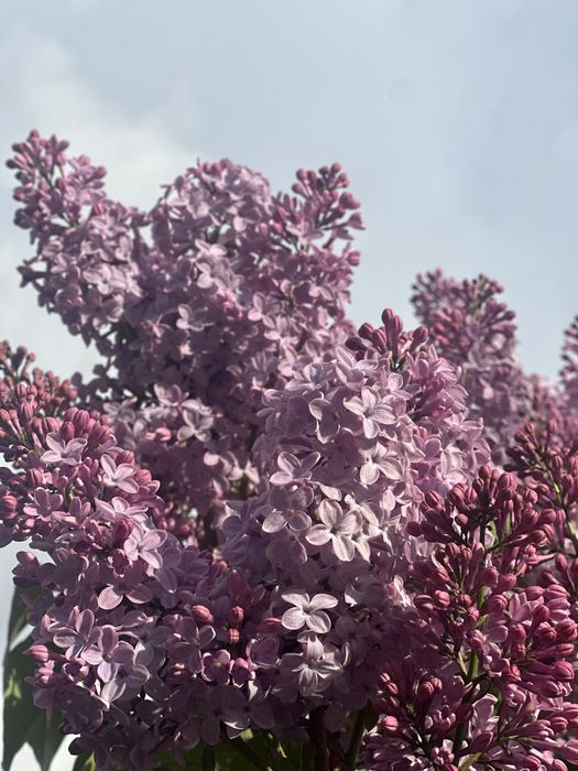 Сирень, букеты из сирени