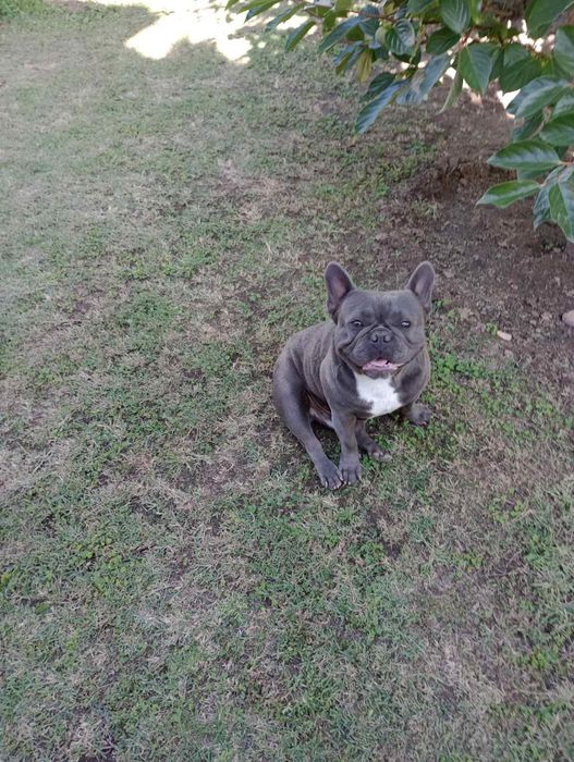 Син Френски булдог / Blue french bulldog