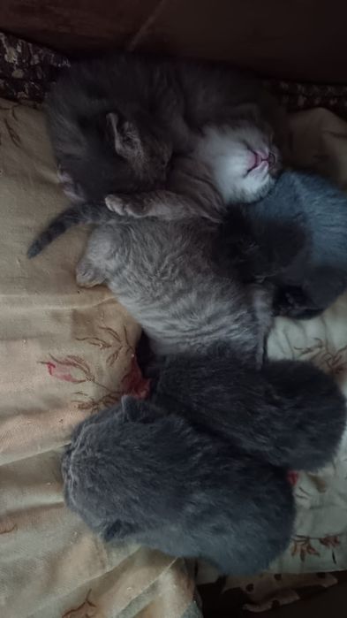 Котик ищет невесту,спаривание,вязка