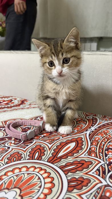 очаровательная девочка, котенок