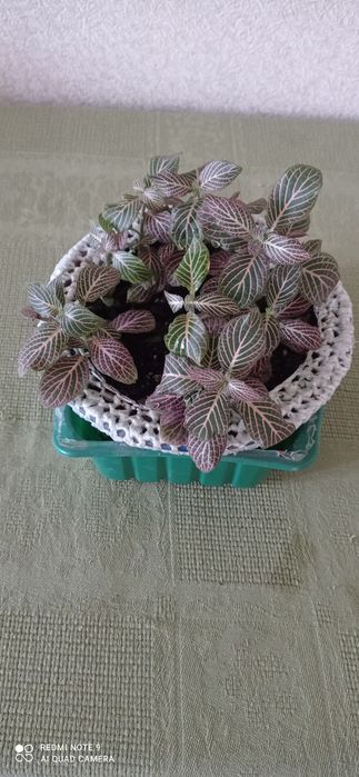 Цветы комнатные красивые.