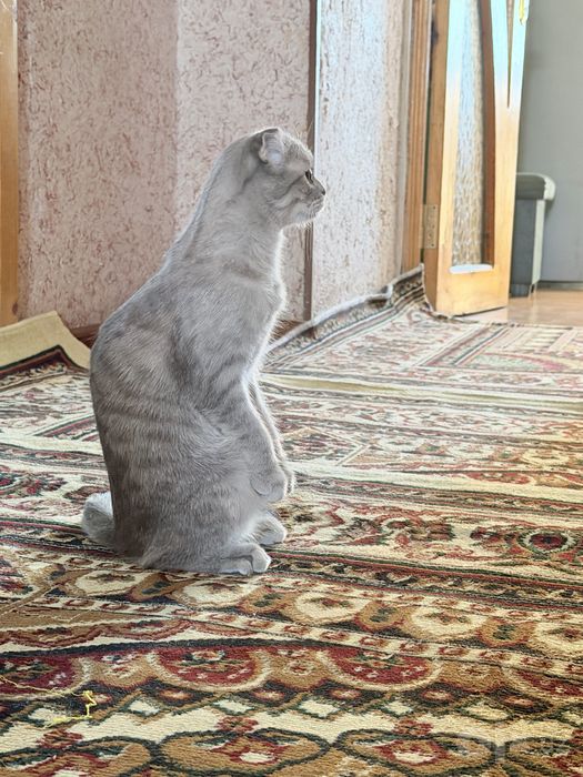 Кошка для вязки веслоухая 400.000 сум