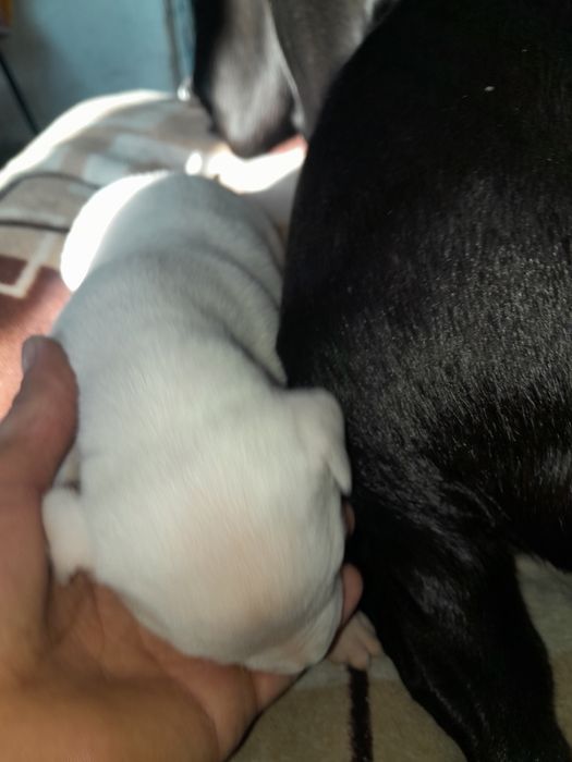 Питбуль чистокровный