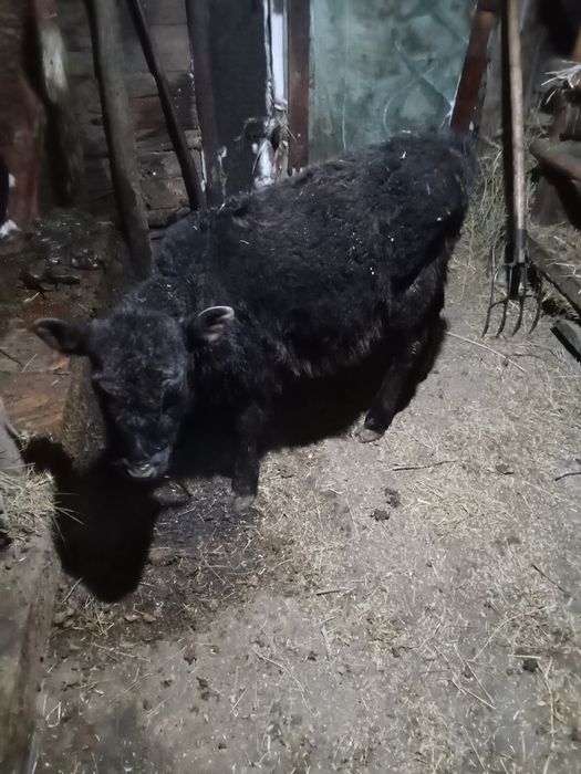 Продам телёнка телочка