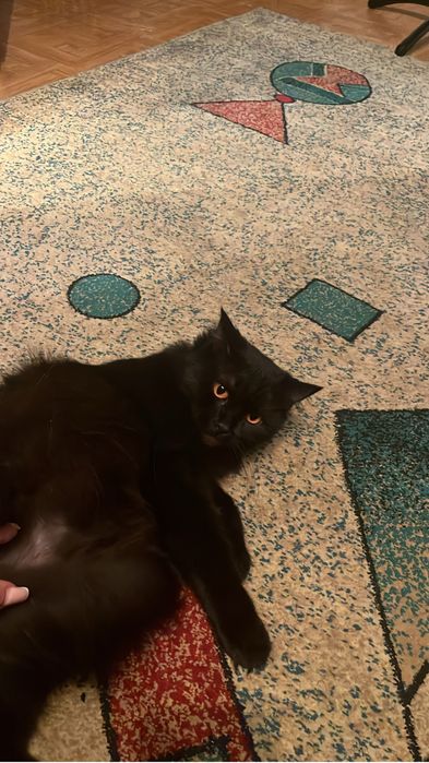 Отдам в хорошие руки