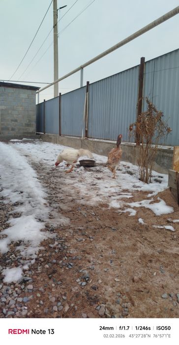 Продам дакан март