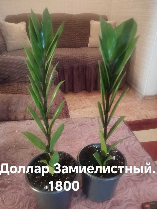 Комнатные растения