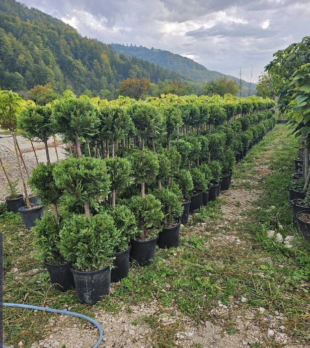 Plante ornamentale