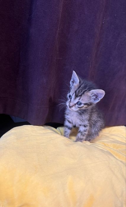 Подарявам малки котенца