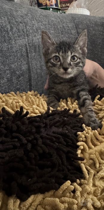 Котята маленькие домашние