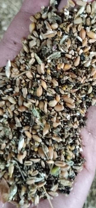 Продам  зерноотходы отруби зерносмесь  пшеница