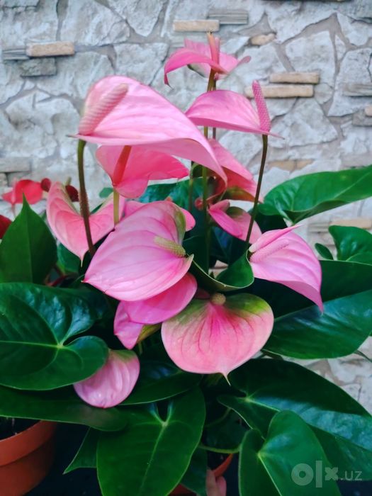 Антуриум Андре (Anthurium andraeanum) розовый сорт.