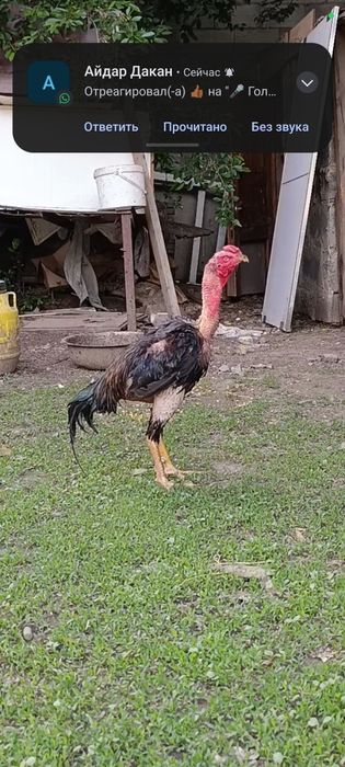 Продам Дакан Апрел