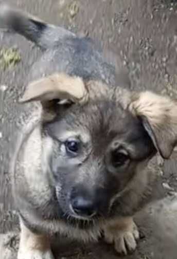 Кутята  ищут дом