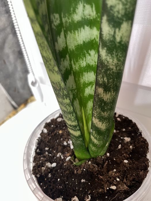 Цветы комнатные. Сансевиерия