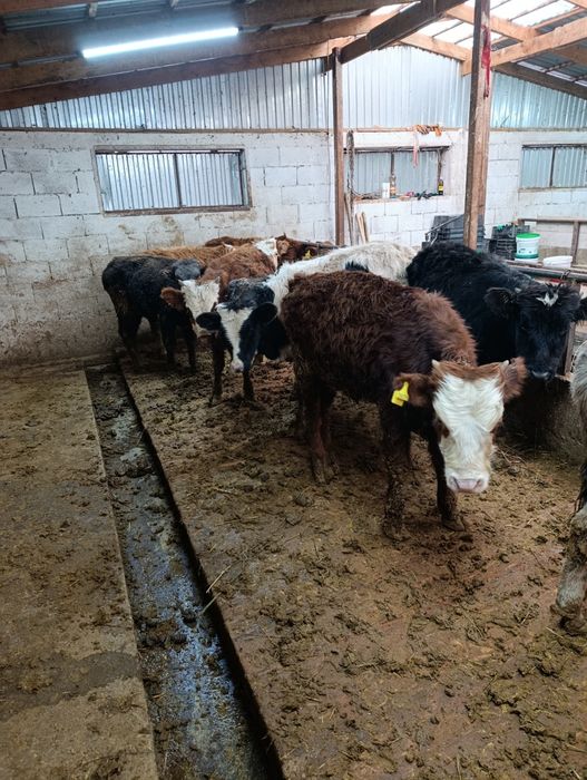 Продаются бычки подсосы