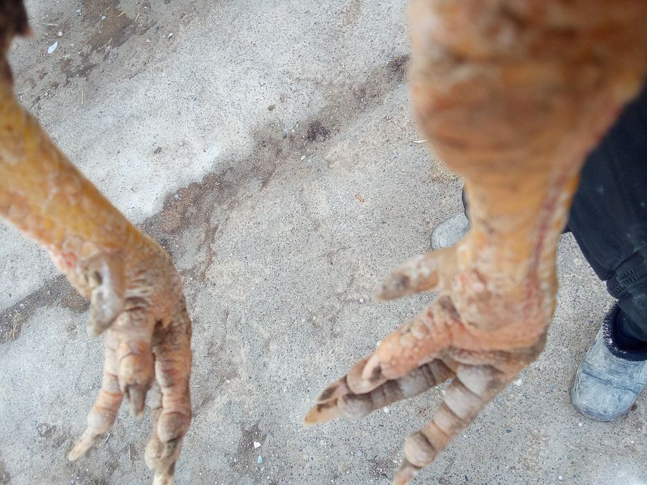 Дакан қораз сатылады