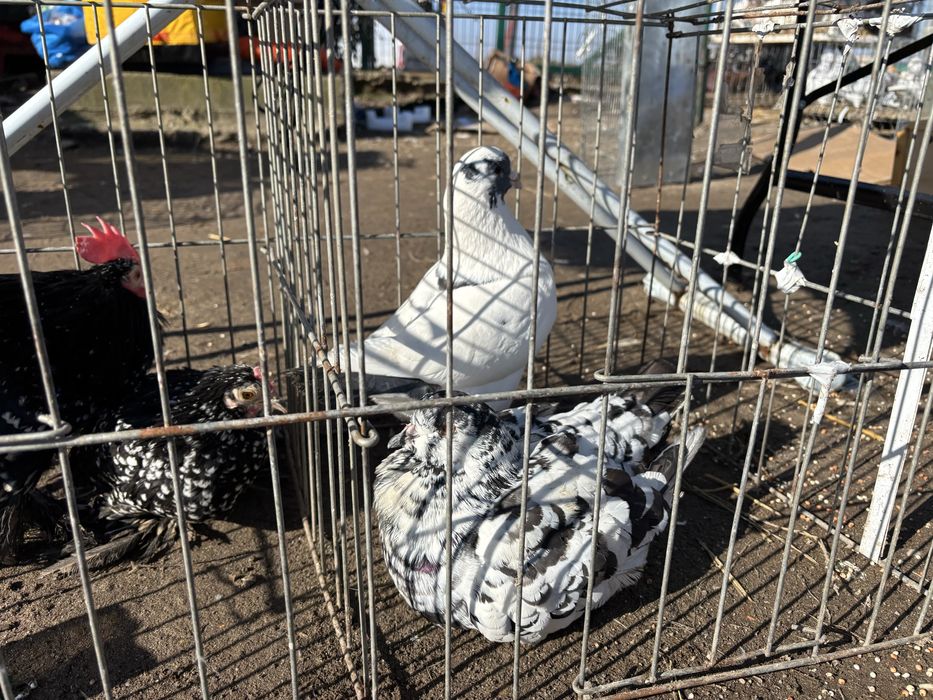 Pitice de rasa mature  craiova