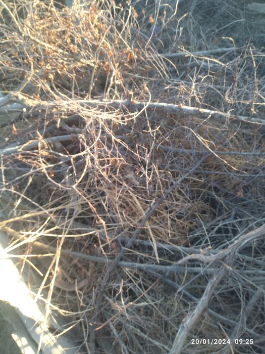 Qishga oʻtin sotiladi!