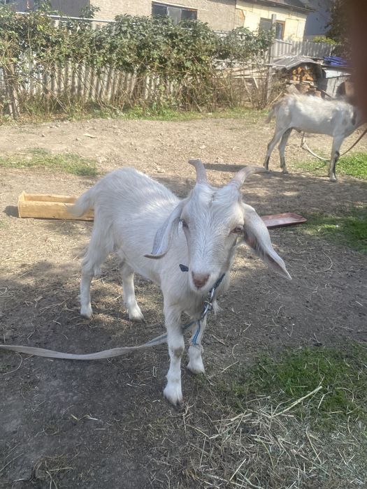 Продам козу козочку