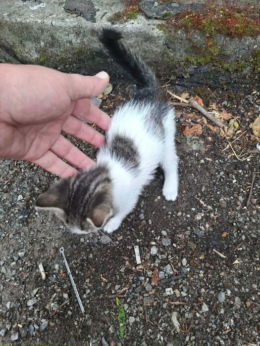 Котета търсят дом
