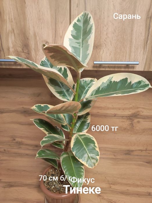 Фикус разный ...