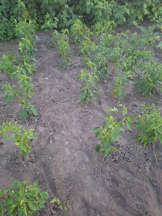 Продам Дачу СО Пригородное