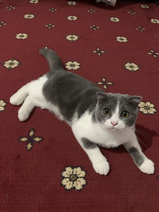 Британский кошка