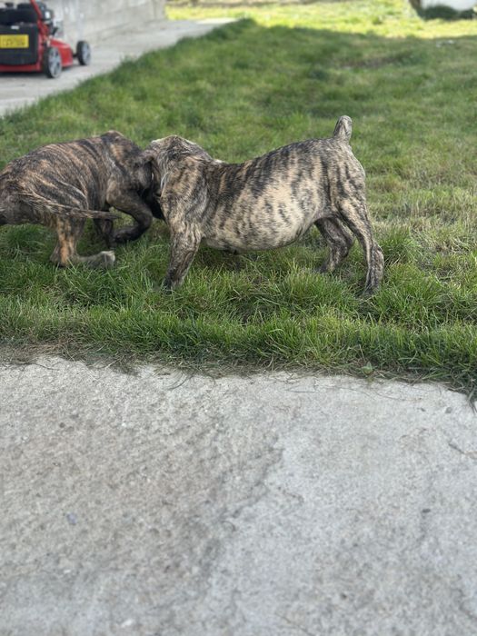 Catei presa canario