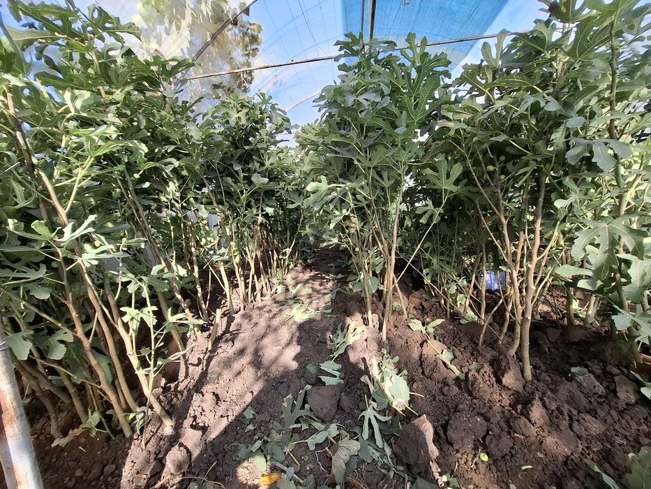 Smochini la ghiveci diferite soiuri