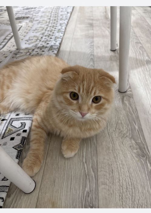 Продается породистая кошка