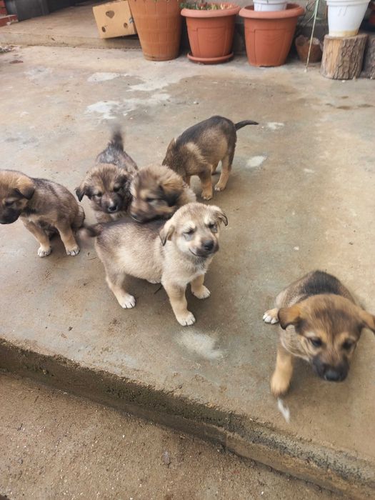 Подарявам кученца